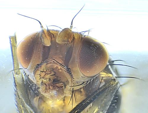 Réf. 335 629 : Tephrochlamys tarsalis